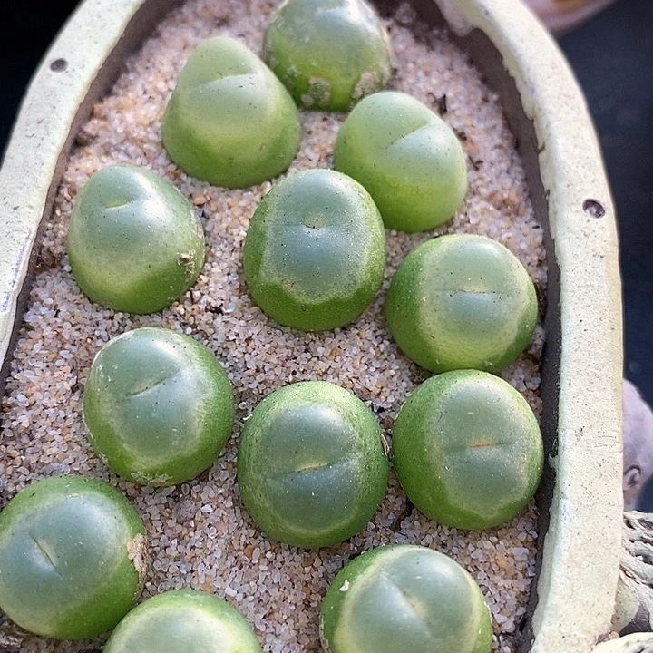 23507拉登一颗。