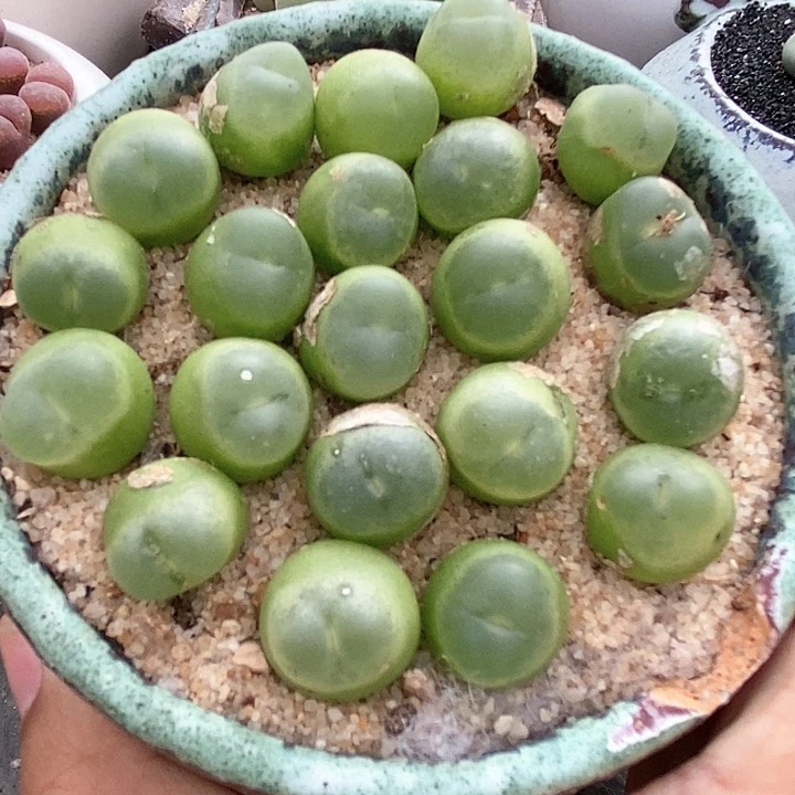 22518拉登一颗。有伤