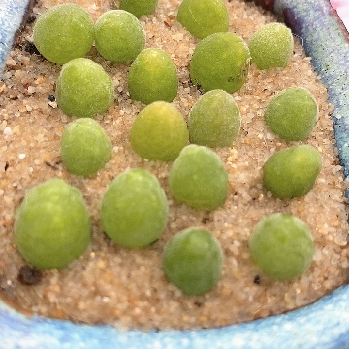 单头宝辉一颗。