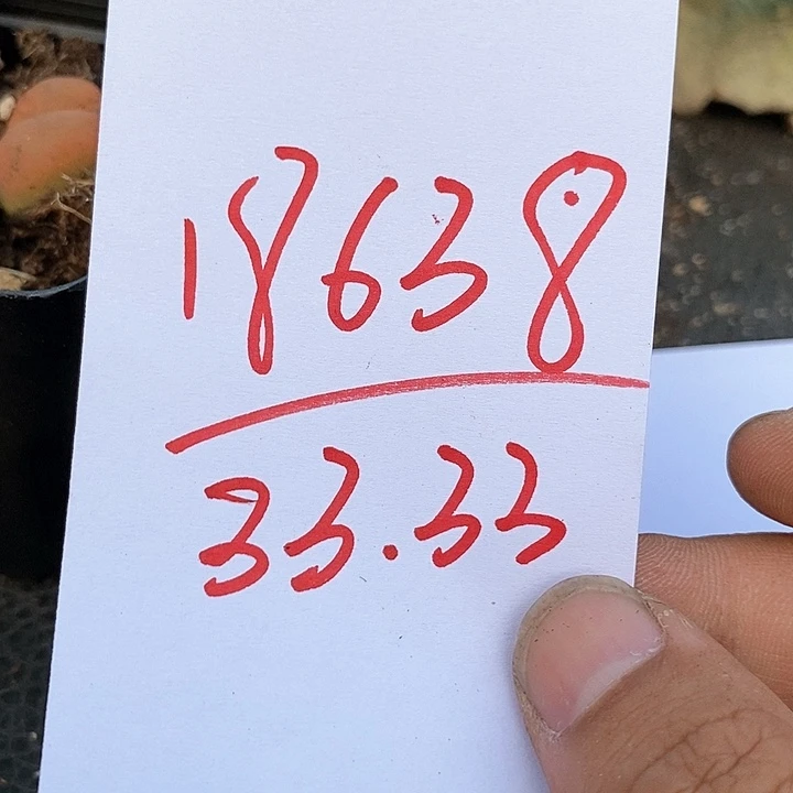 18638一组肉锥母本