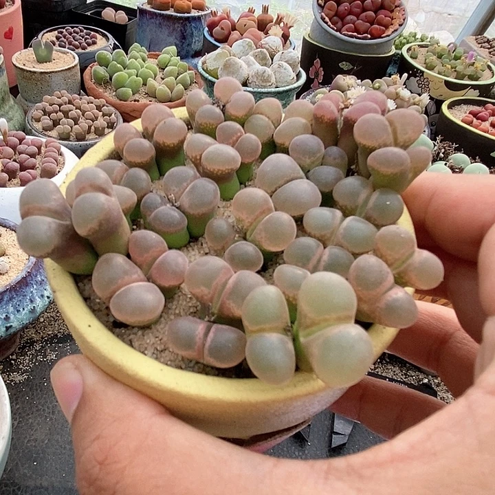 26530双头cm10一颗。