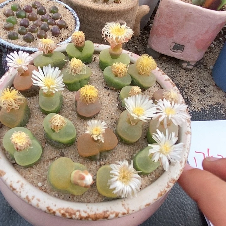 单头o 泡一颗。