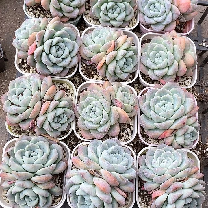 20518双头大冰玉样本一颗