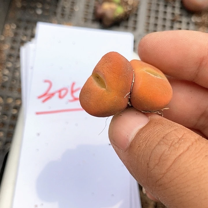 30567双头水蜜桃一颗