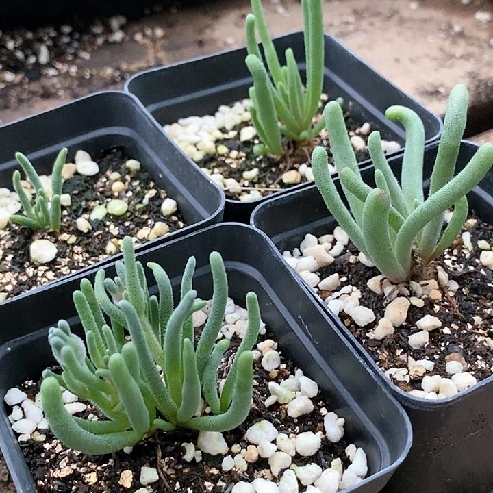 27548淡清霜一盆。