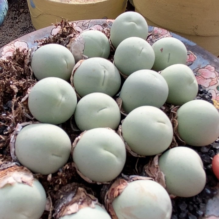 23523大灯单头一颗。