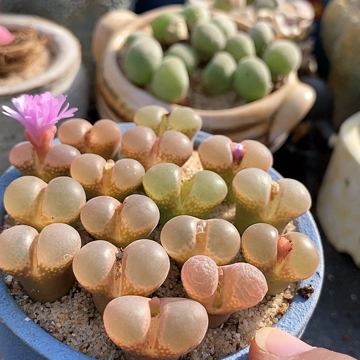 粉红少女一颗。