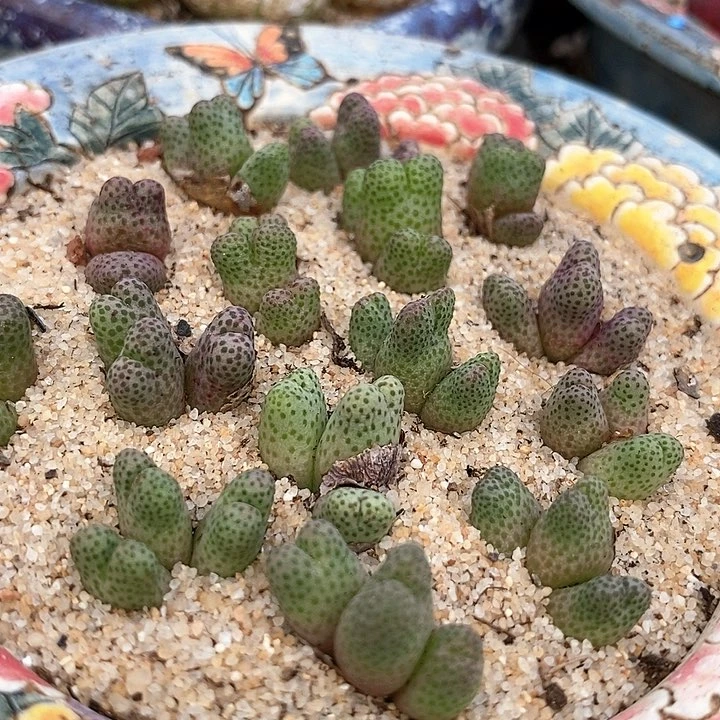 三头955d斑马一颗。