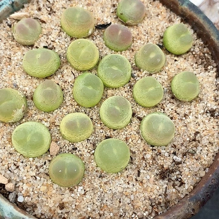 30611紫皮拉登一颗