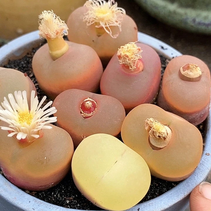 大冰魄母本一颗。