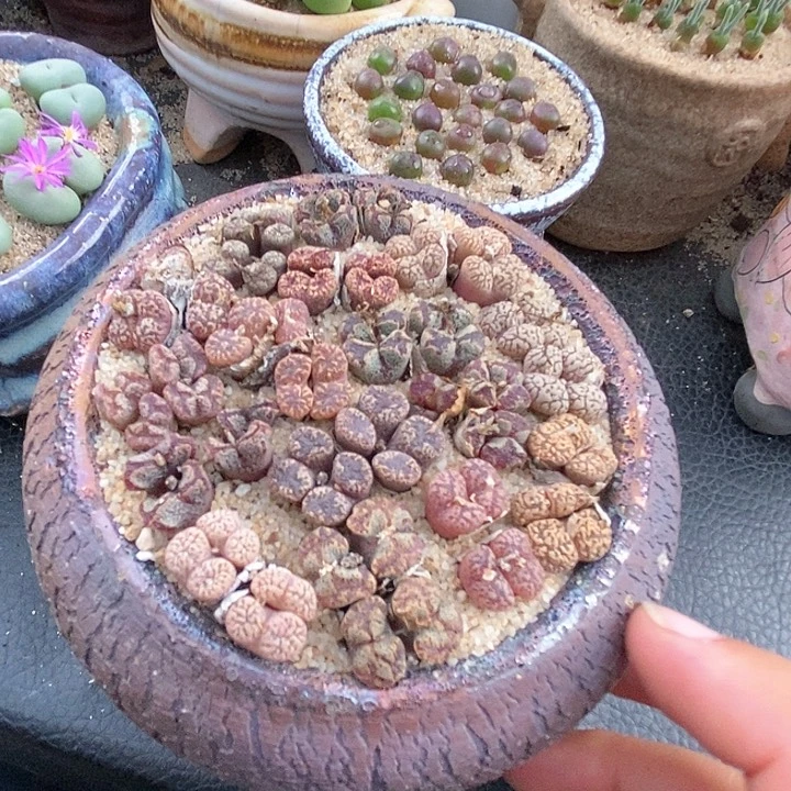 17518四头勋章一颗。