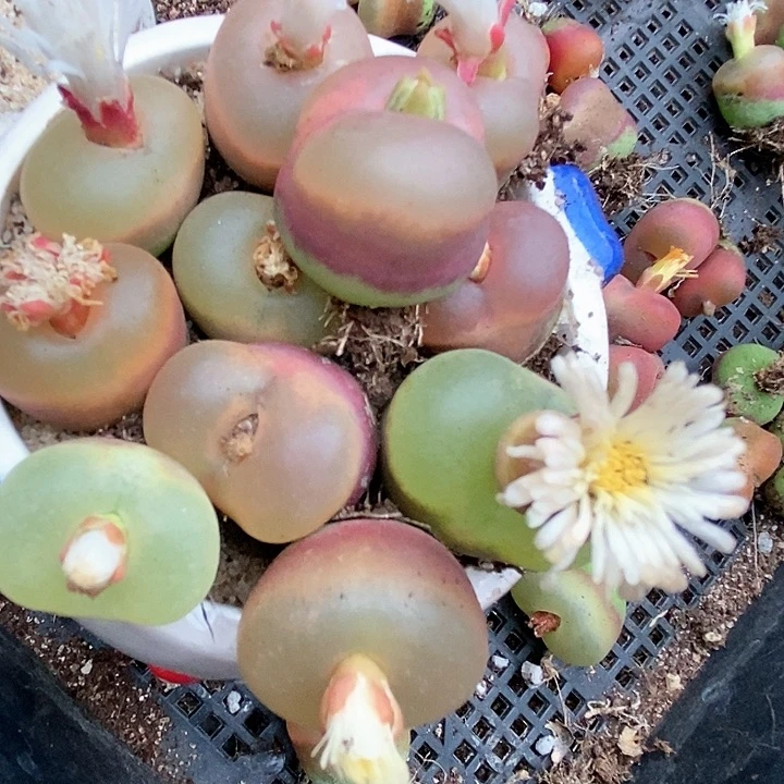 17525母本大冰魄一颗