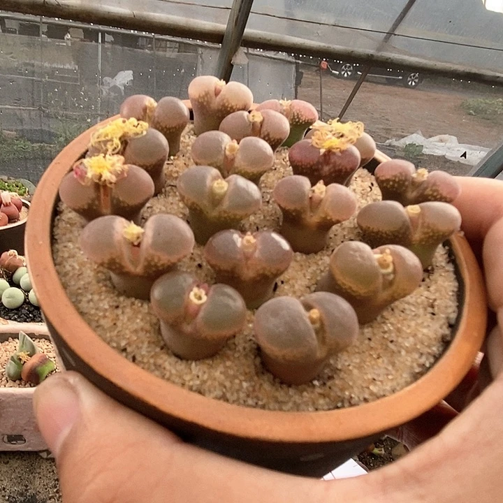 17521风铃cm10一颗。