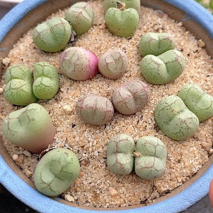 双头母本悟空一颗。