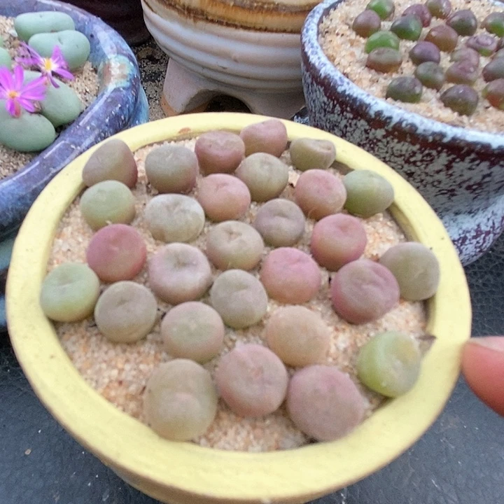 小孔卡佛一颗。