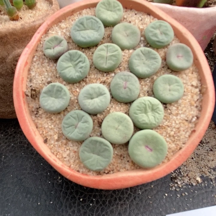 单头小红嘴一颗。