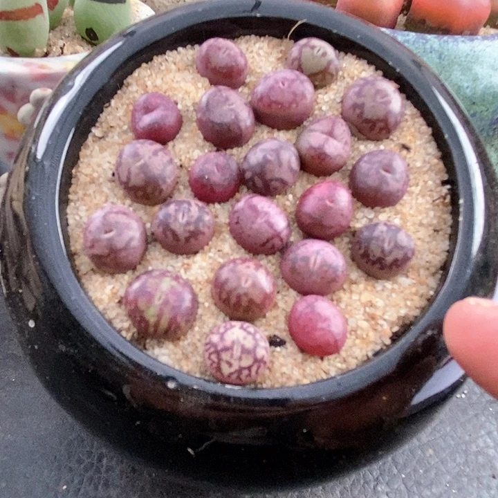 7512吕杂单头一颗。