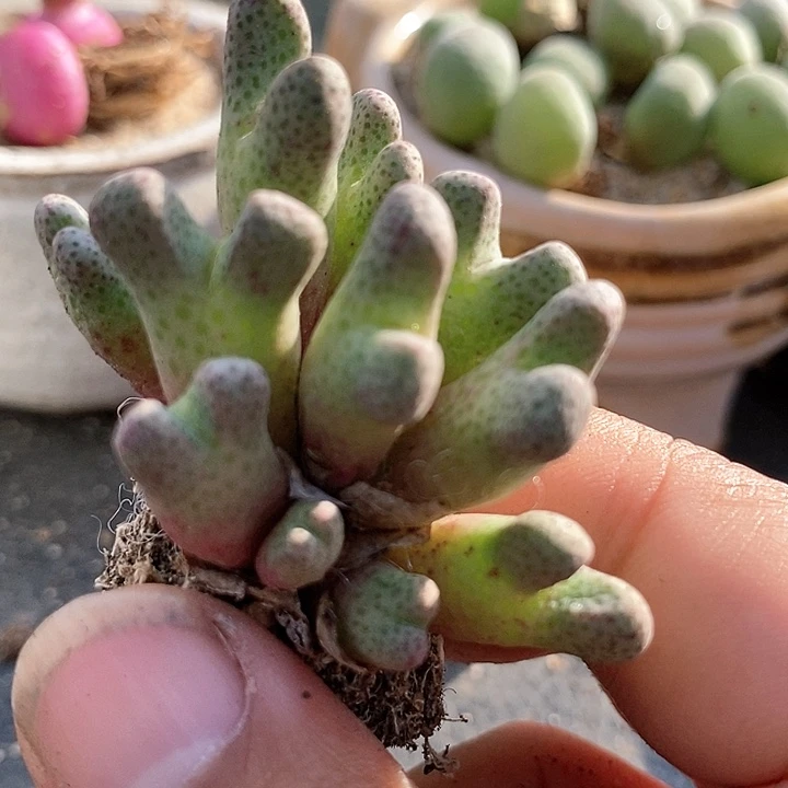 23532大斑马一颗。