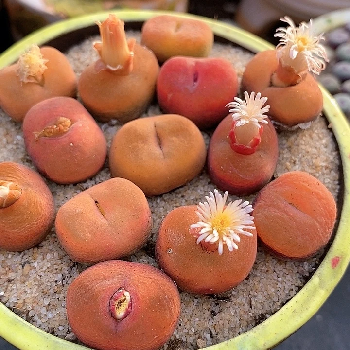 单头1430.5一颗。