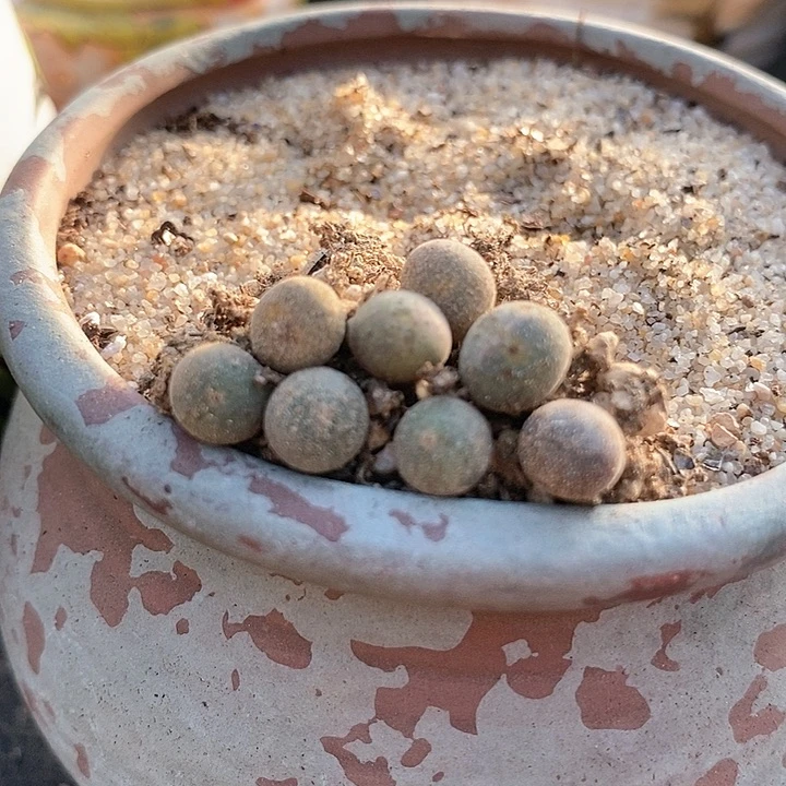 3517短耳姬空蝉一颗。