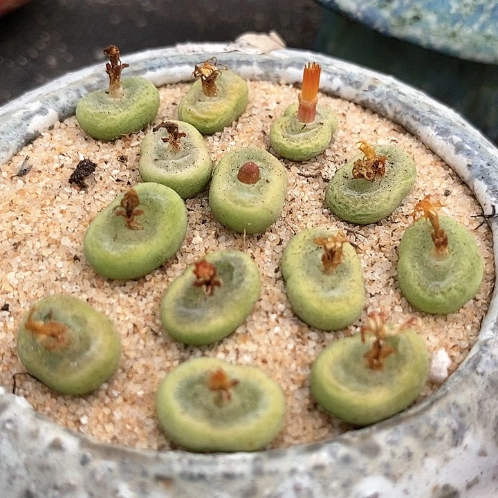 单头sh1212一颗。