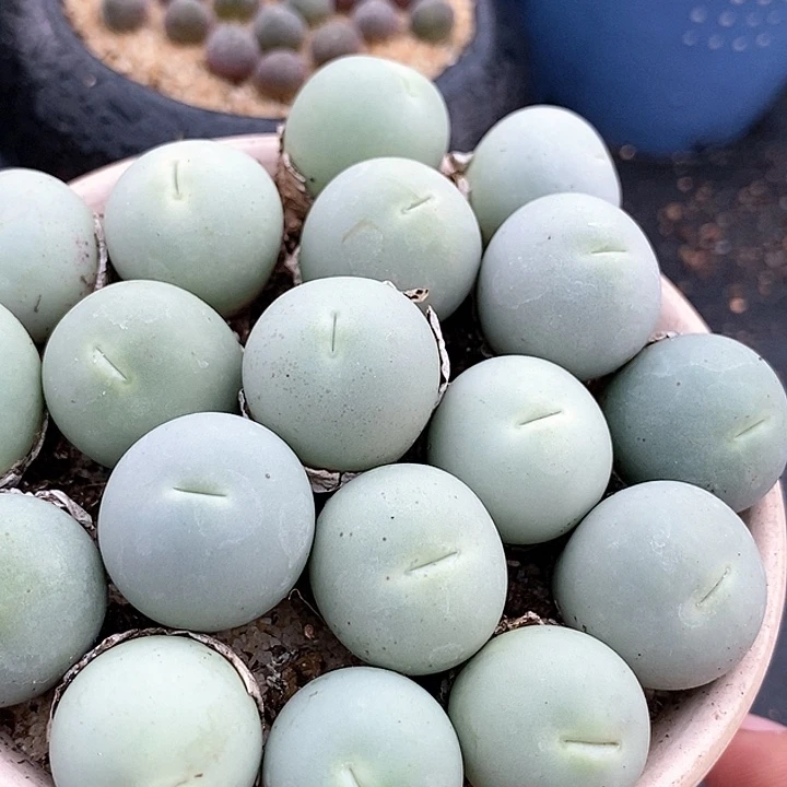 嘟嘟嘴鸽子蛋一颗。