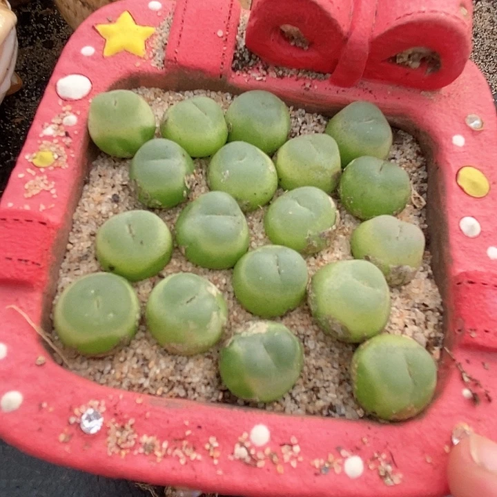 8509拉登一颗。