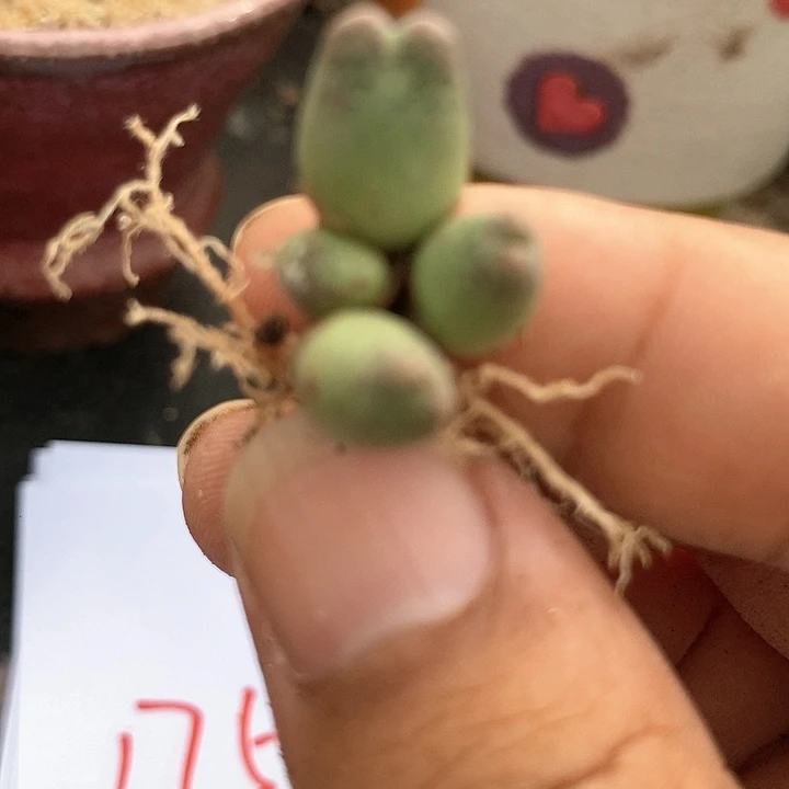 17502草莓斑马一颗