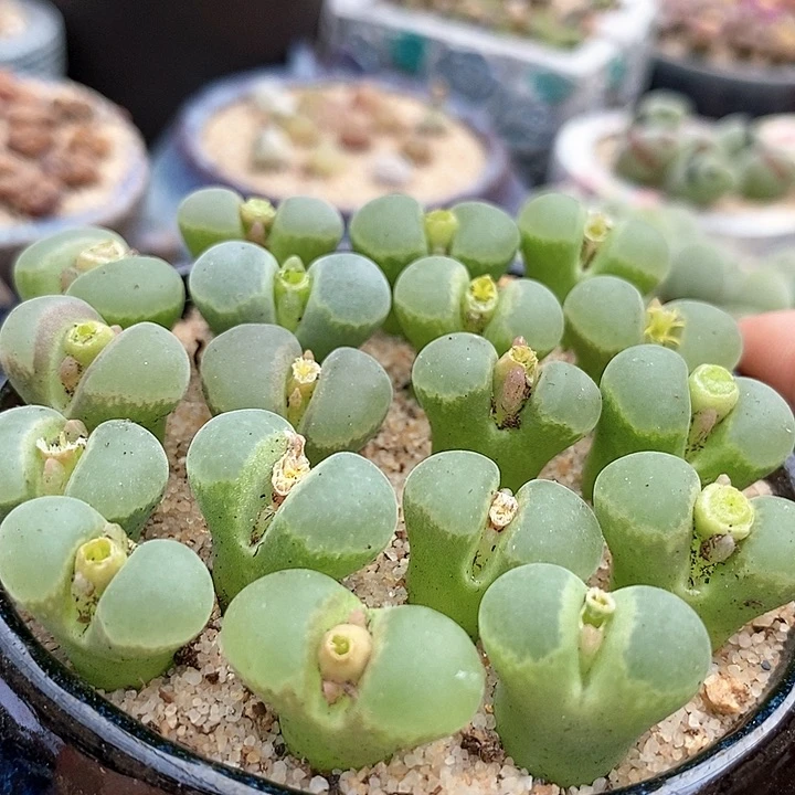 16521翡翠一颗。