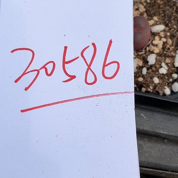 30586一组紫皮拉登