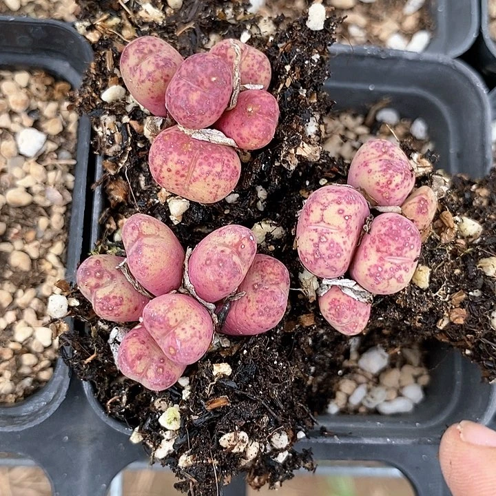 18527一组猴杂。