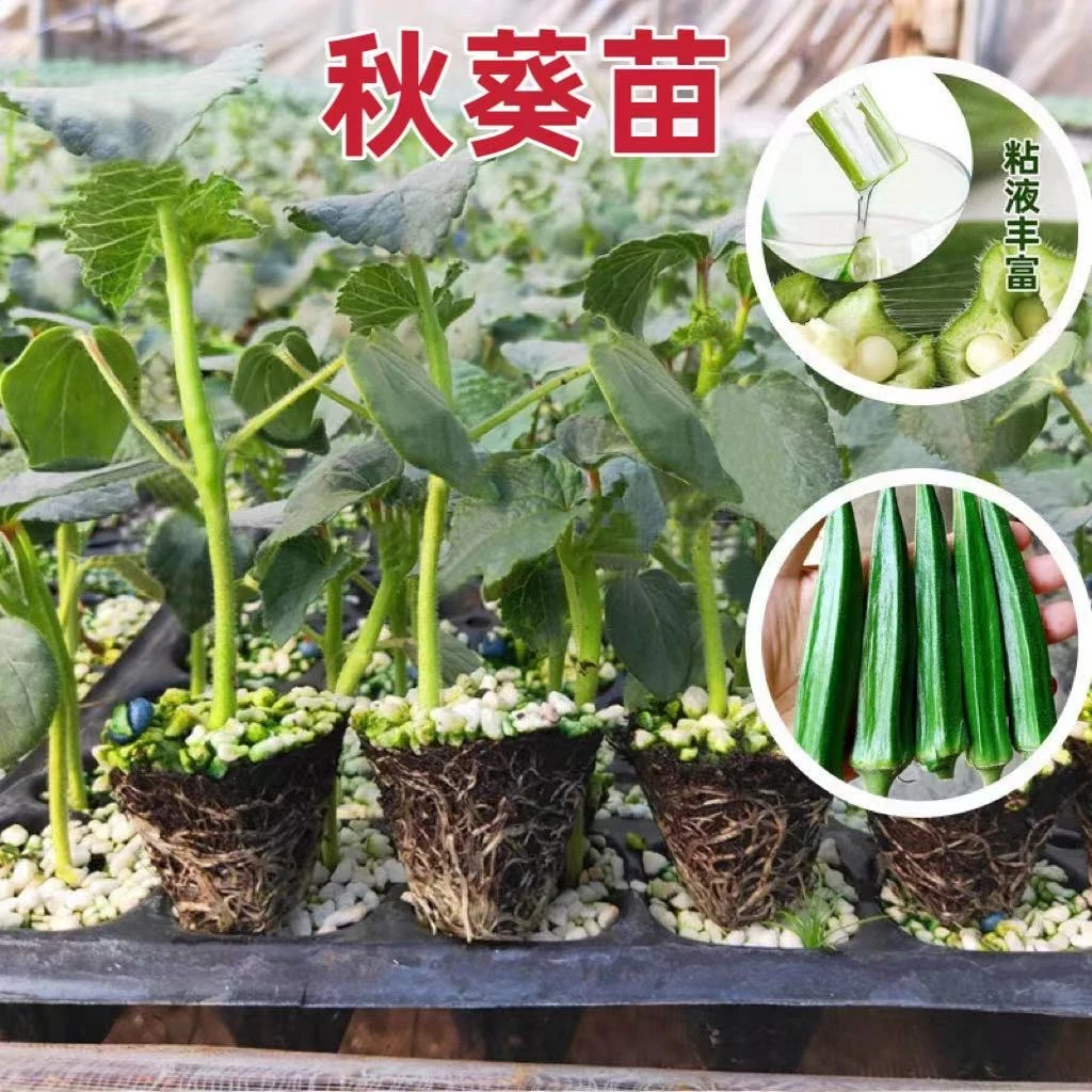 水果秋葵苗超嫩超耐老春高产春秋四季盆栽翠绿秋葵秧苗种子育苗