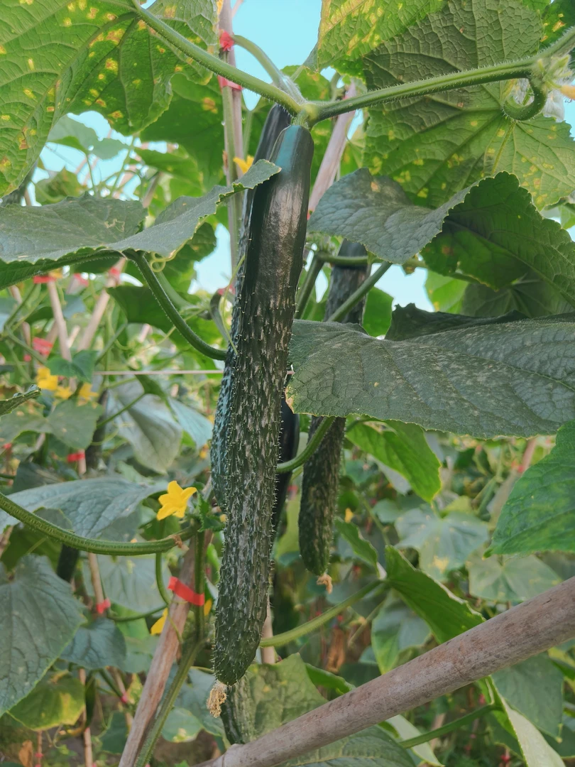 贵州高山农家肥露天种植新鲜刺黄瓜（青瓜）