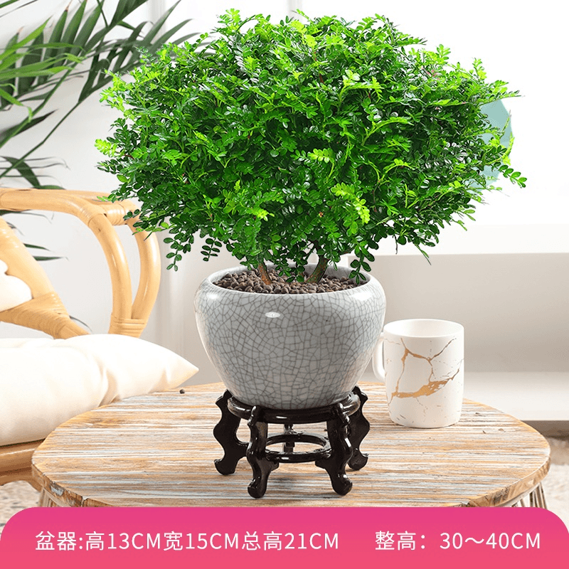 驱蚊草盆栽千里眼清香胡椒木植物室内花卉九里香盆景净化空气绿植