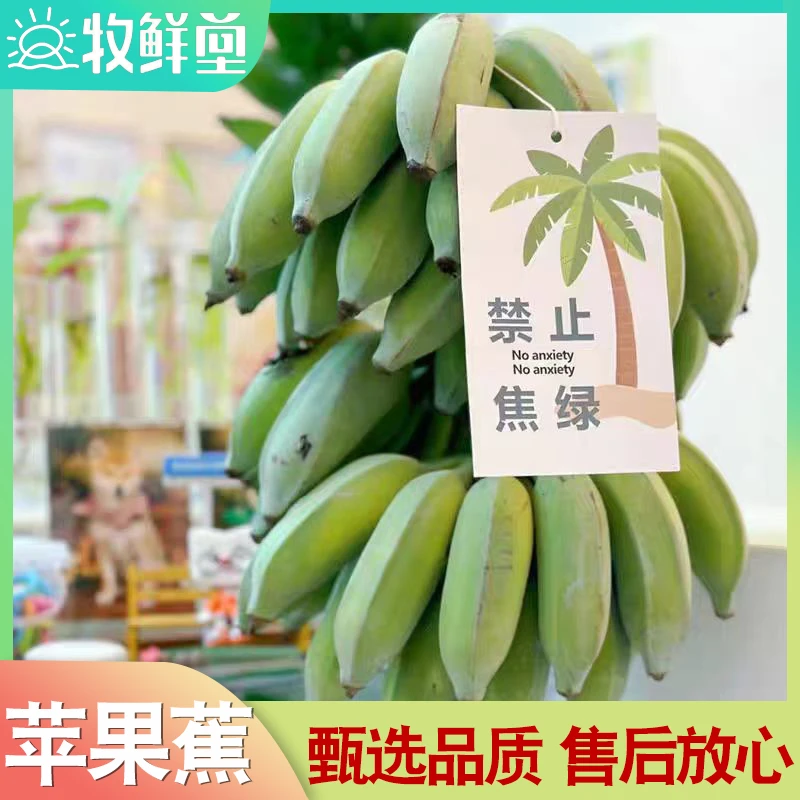 【刘畊宏健康来了】苹果蕉水培禁止蕉绿饱满自然好吃新鲜产地直发