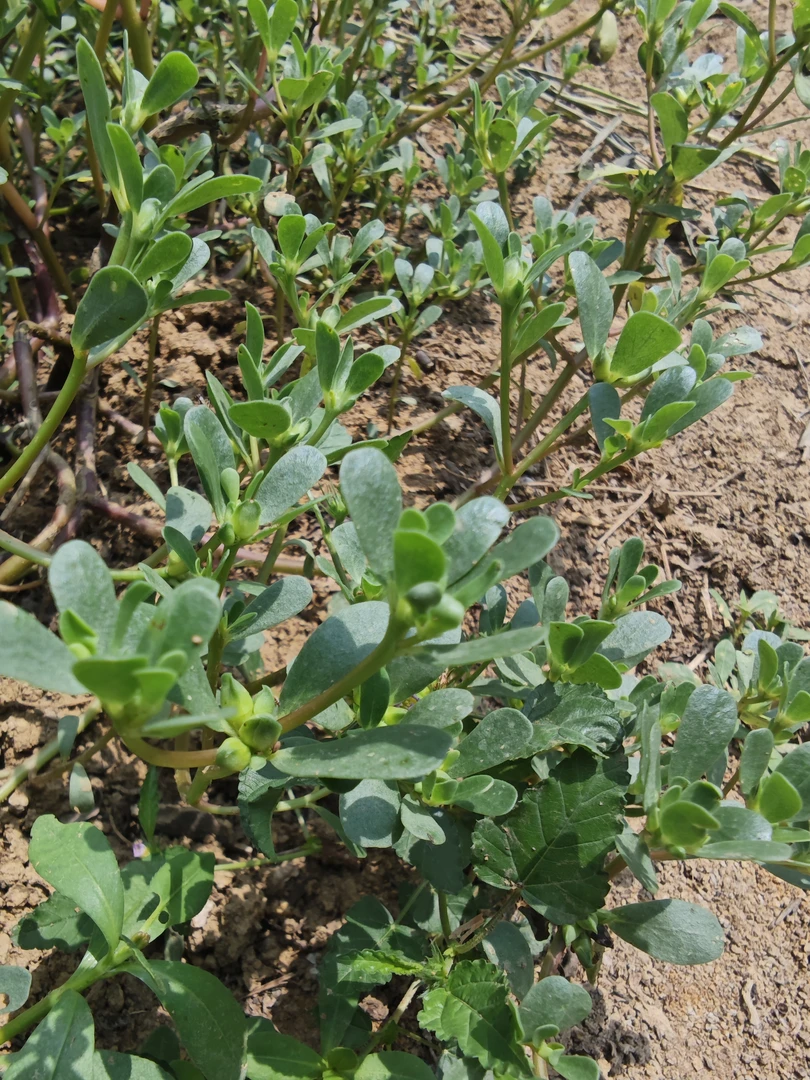 农家自制传统腌制零添加野生马齿苋
