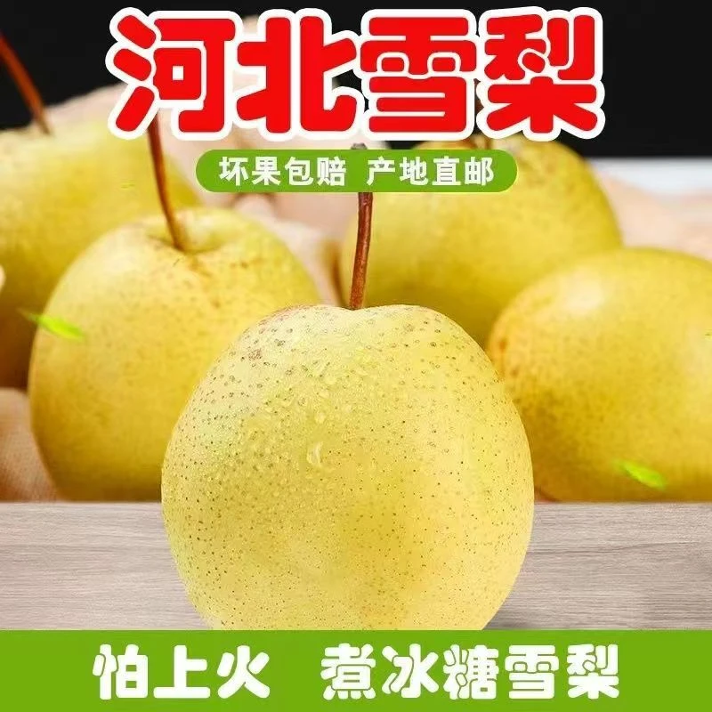 （10斤装）河北赵县雪花梨应当季新鲜水果冰糖雪梨产地直发包邮
