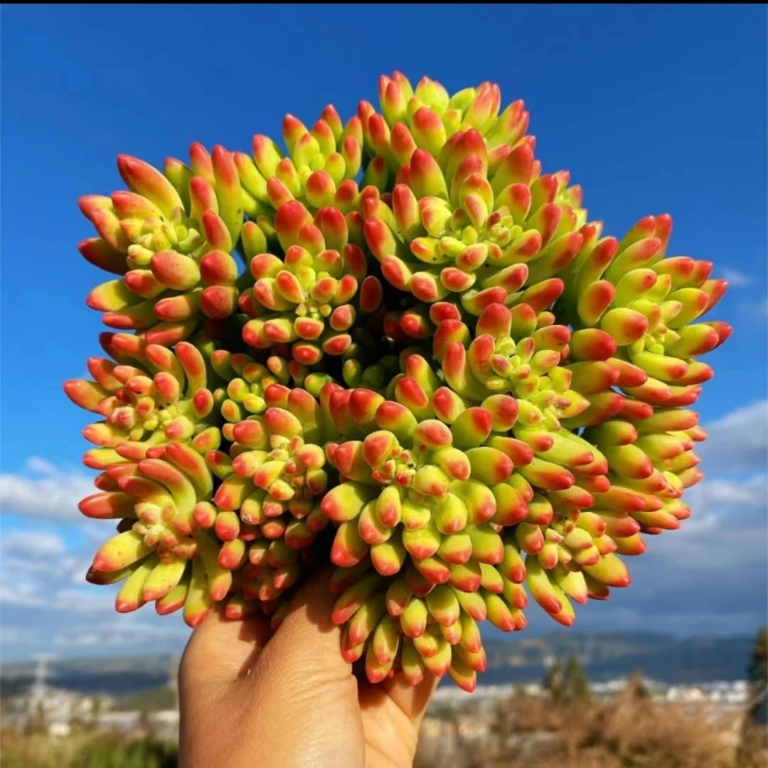 香香春萌多肉植物带有香水味的一款肉肉带盆带土栽好种好新手好养