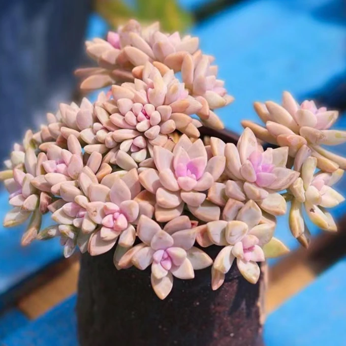 （樱花锦）淡雪美人多肉新手好养带盆带土一单包邮