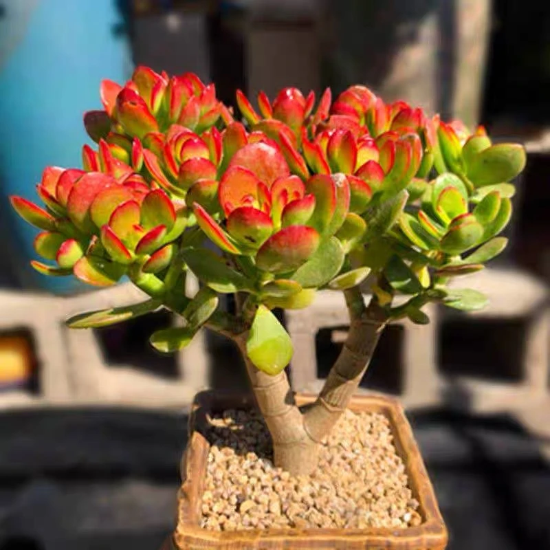 【姬红花月小摇钱树】小叶玉树新手好养带盆带土发货一单发值得入手