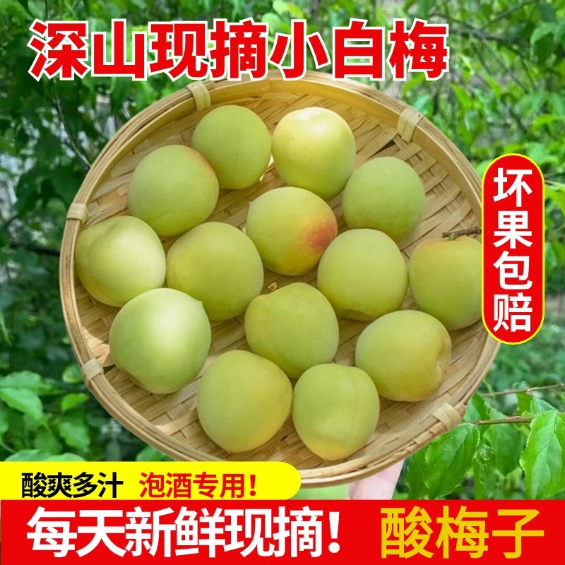现货诏安小白梅新鲜现摘深山青梅泡酒酵素酸梅子白粉梅生吃酸梅汁