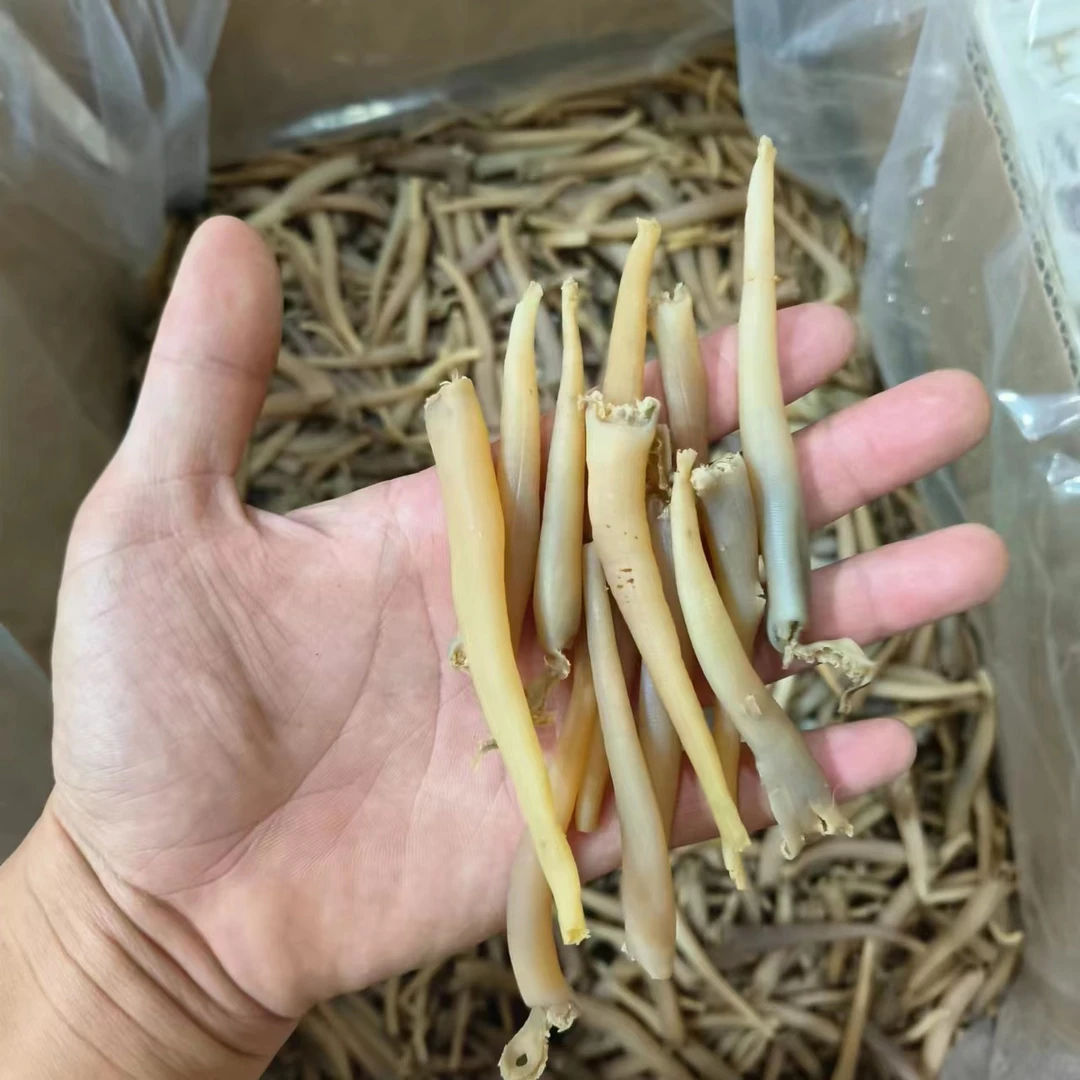 辽宁  海竹 象拔蚌干 海虫 海笋贝干 250克/500克
