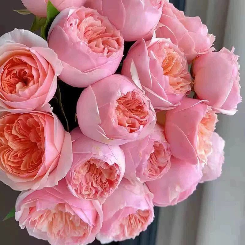 粉色朱丽叶 勤花耐热抗病 根接苗 原盆原土发货