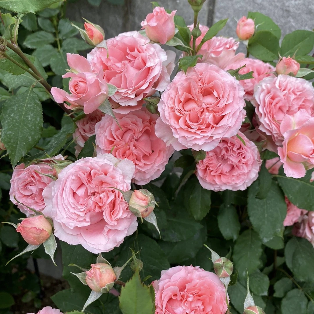 珊瑚果冻 月季花 耐热勤花耐开 根接苗 原盆原土发货