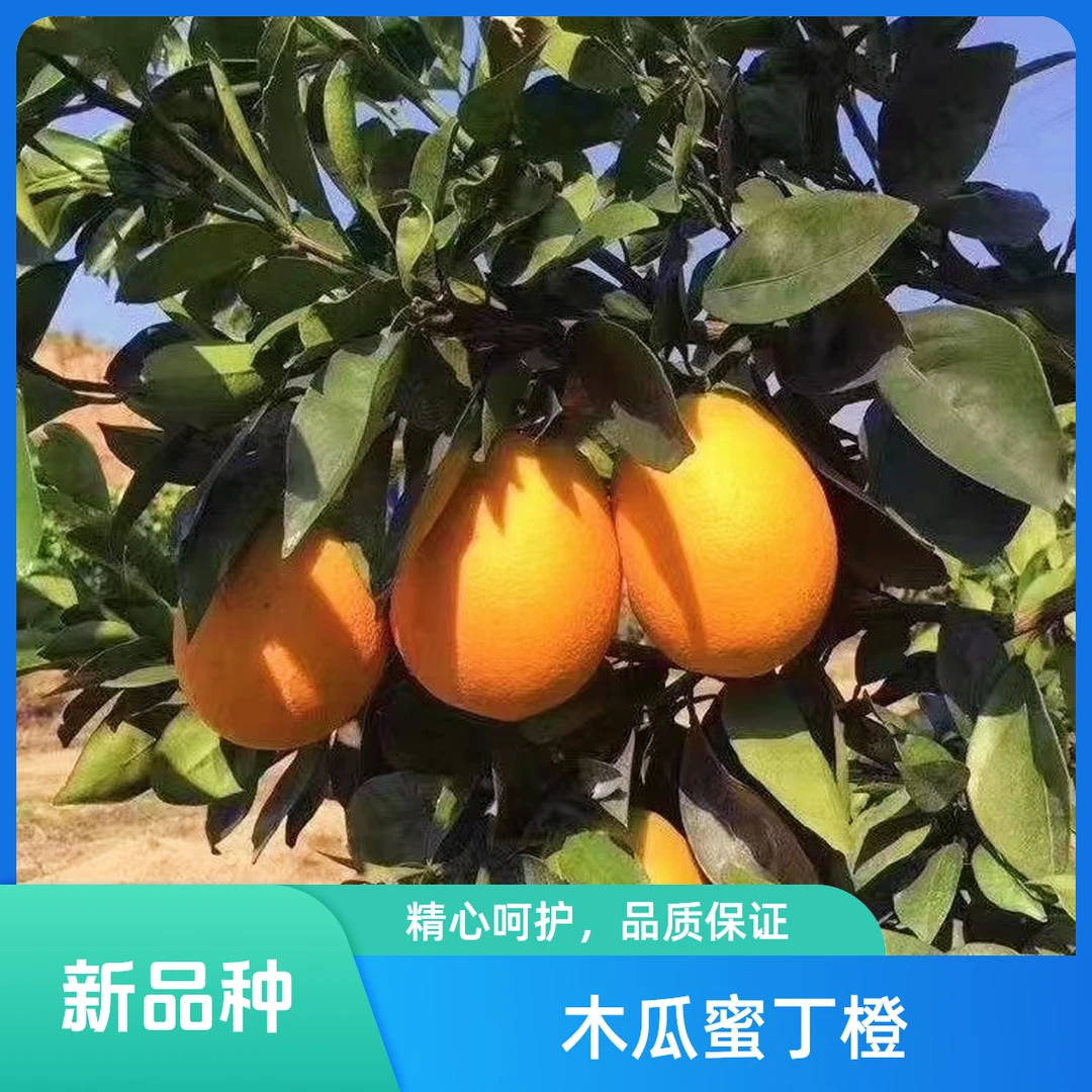 新品种台湾木瓜蜜丁橙嫁接苗原土袋苗发货
