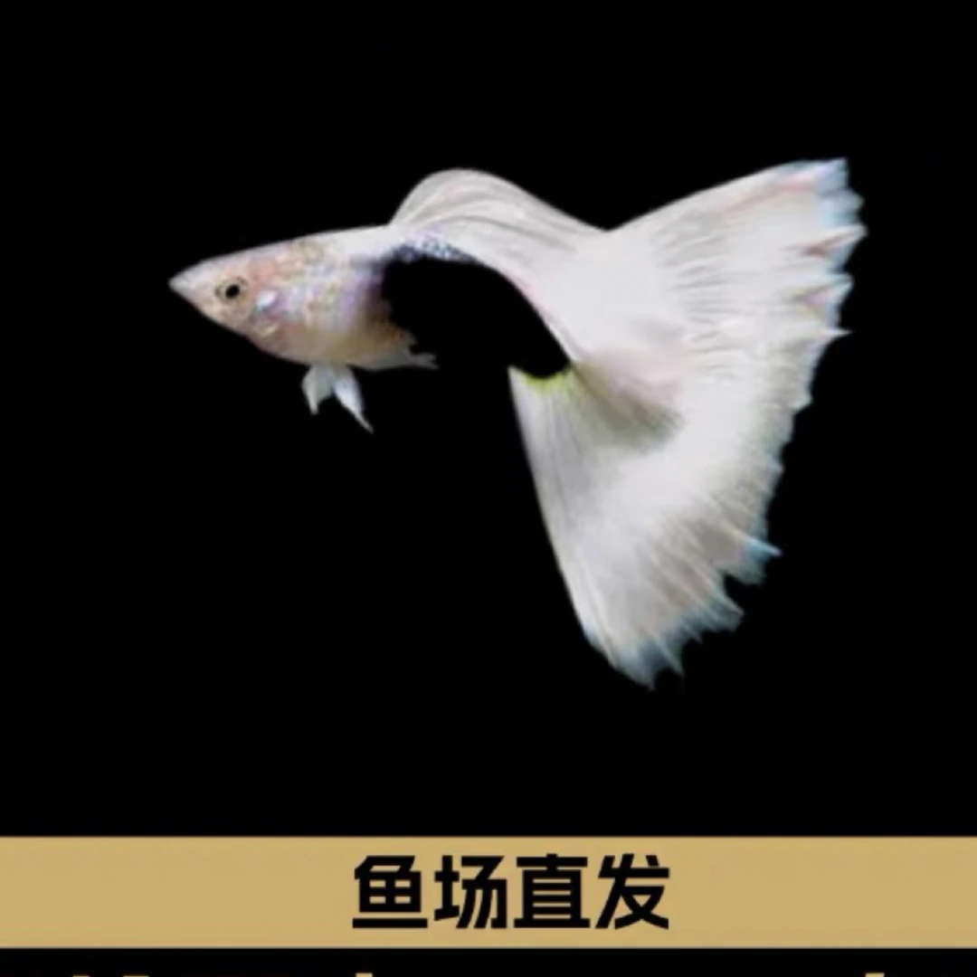 象牙白直播观赏孔雀鱼