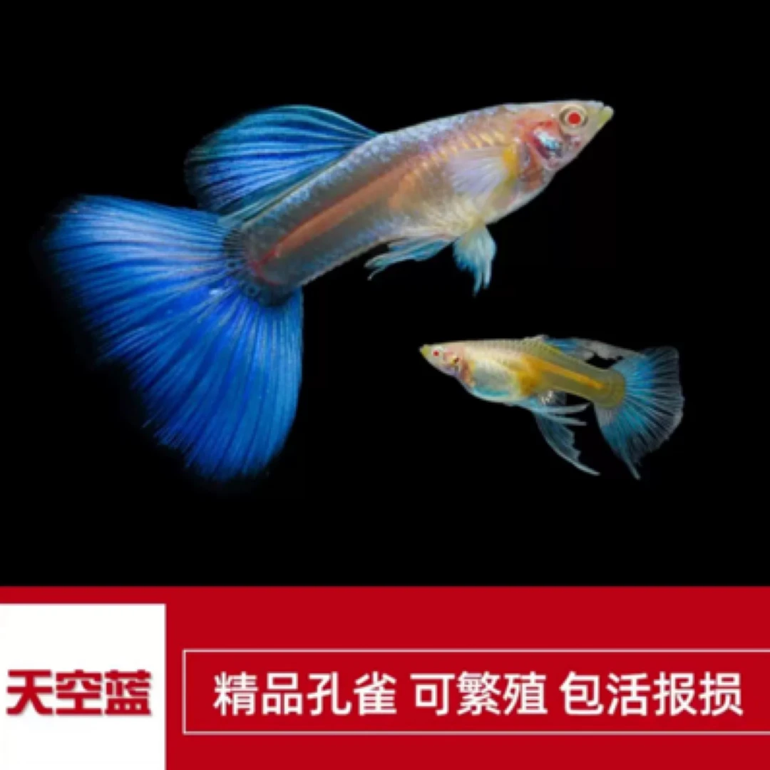 天空蓝精品孔雀鱼种鱼鱼观赏鱼