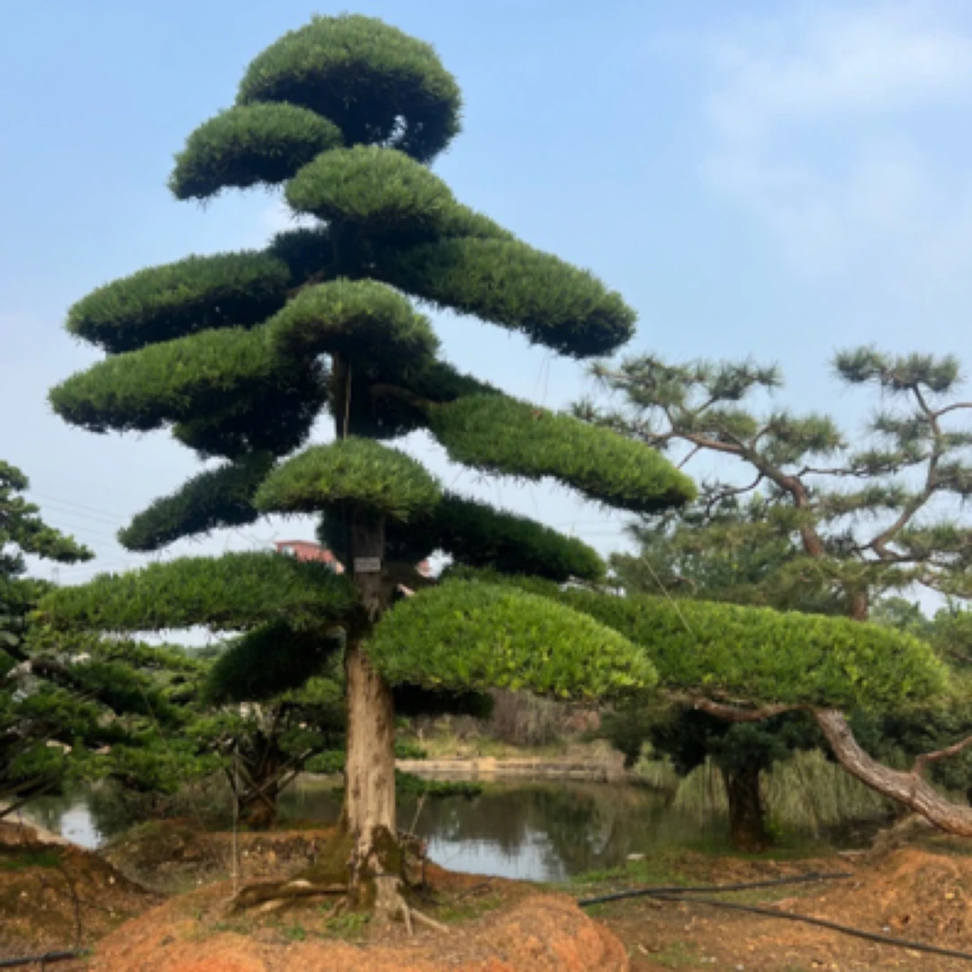 直播精品罗汉松金盆景罗汉松盆景