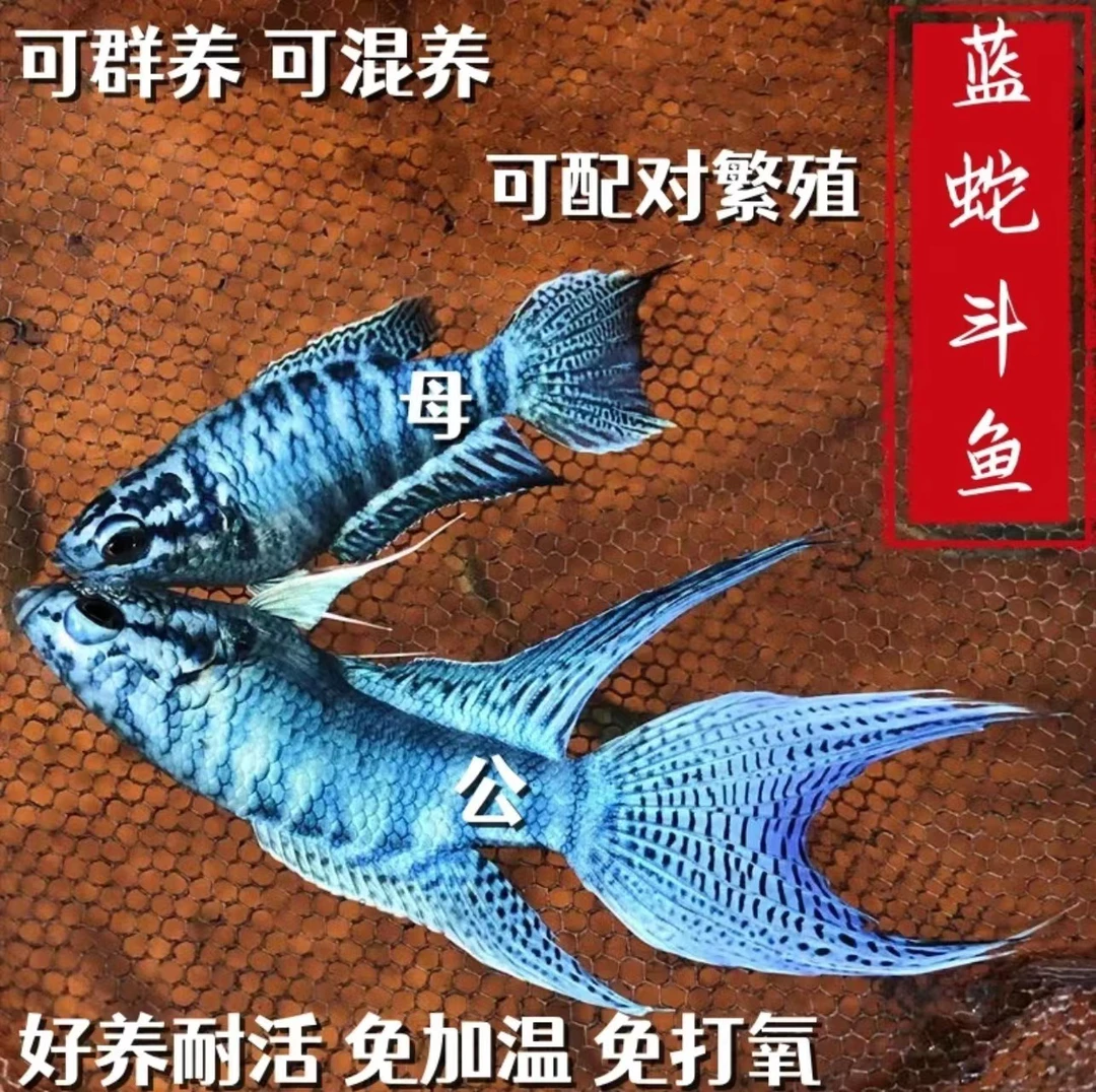 中国斗鱼蓝蛇不需打痒耐活好养淡水小型冷水观赏鱼养不死的懒人鱼