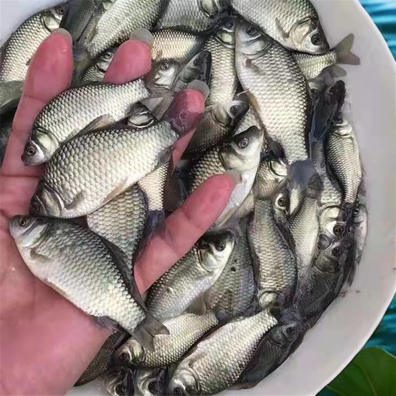 优质鲫鱼中科五号银鲫鱼苗杂食性长势快淡水养殖鲫鱼活体观赏宠物